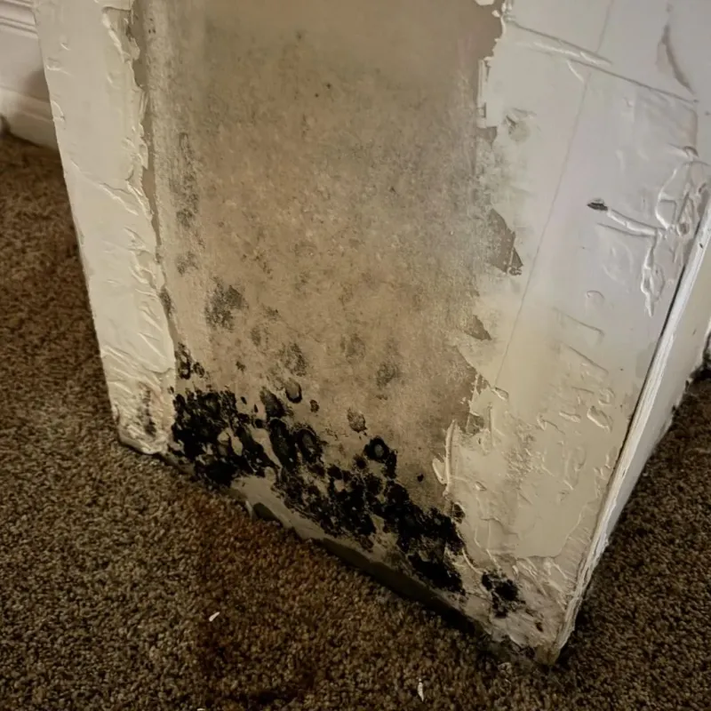 Professional Mold Removal in Hephzibah, GA
